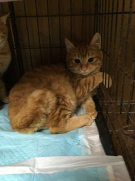 おとなしめ、可愛らしい茶トラ男の子