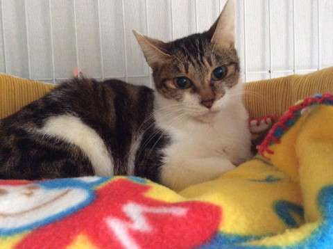 小柄でかわいいキジシロ猫さん