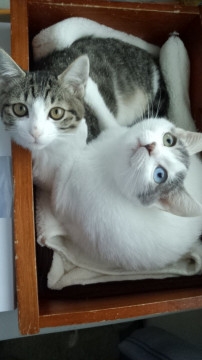 トライアル先決定　仲良し兄妹２匹