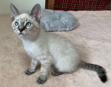 おしゃべり大好き★ロング君