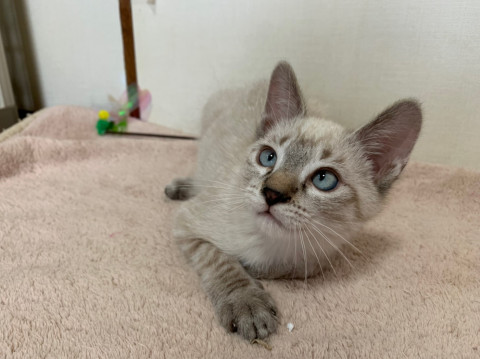 おしゃべり大好き★カール君