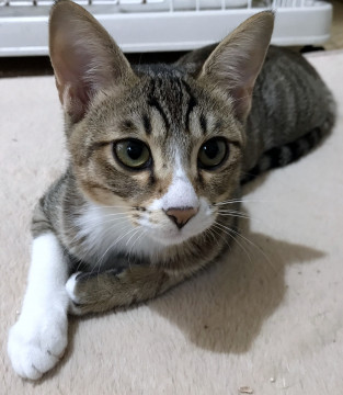 活発で遊び好きな女の子　大きなお目目