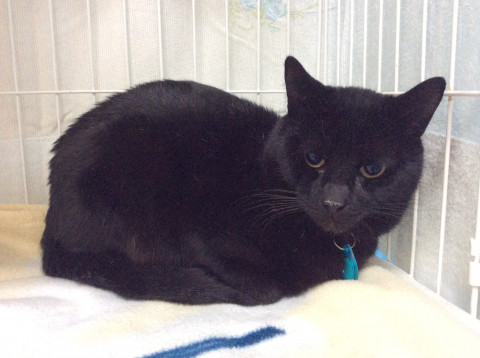 幸せを呼ぶ黒猫、トトくん。性格の良い子で