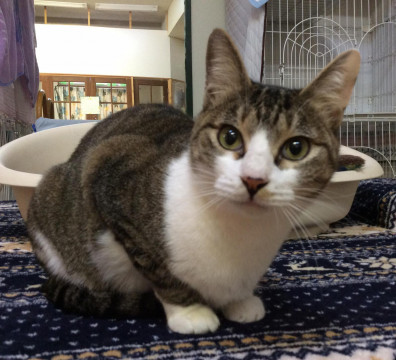 キジシロ美猫さん。活発な女の子です