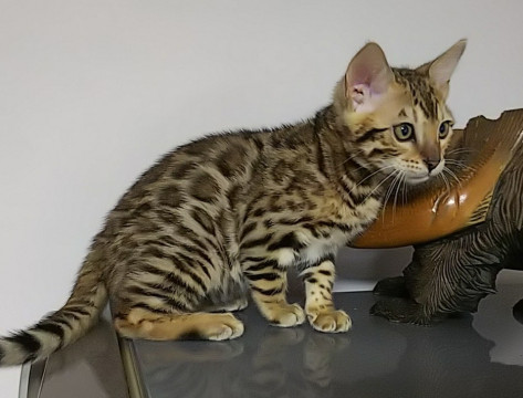 3ヶ月になるヒヨウ柄の子猫です
