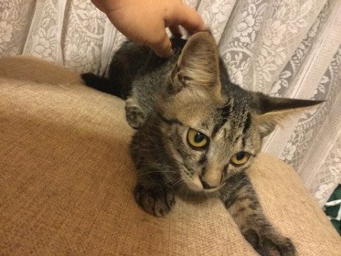 人がだいすきなキジトラの男の子