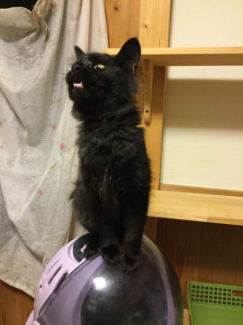 あまったれの黒長毛の男の子