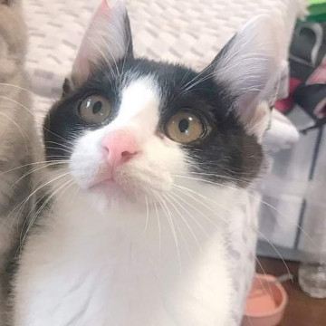 元気一杯遊ぶの大好きな白黒男の子♪