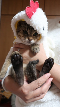 スリゴロのメス子猫　里親募集