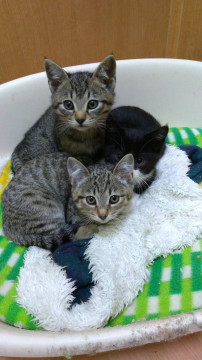3兄弟　キジトラ　オス　人なつこい子猫