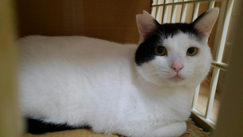 弟分と里子に！優しい兄貴（エイズ+）