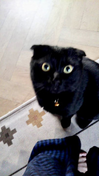 スコティッシュ？な黒猫ルーカス