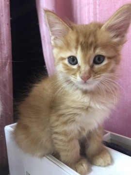 タレ目の子猫ちゃん！