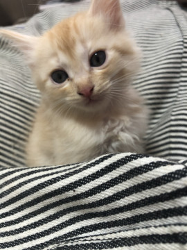 一緒に寝るの大好き！子猫ちゃん(≡^.^
