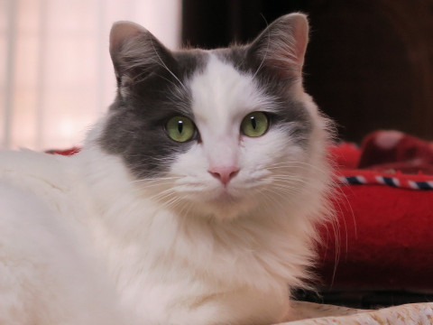 奄美の貴公子 甘えん坊の雅楽（うた）くん