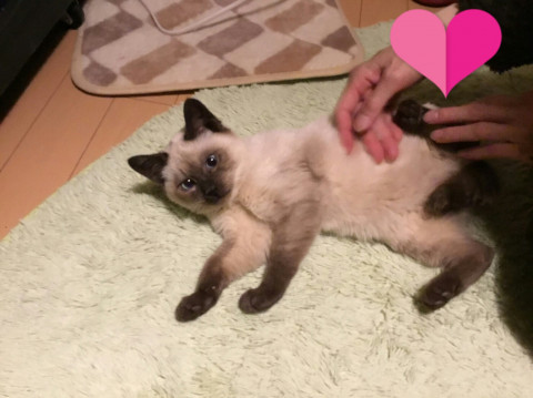 ふわもこのシャム猫みたいな子猫さん。