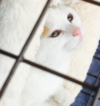 子猫・ピンクのお鼻の美人さんです♪