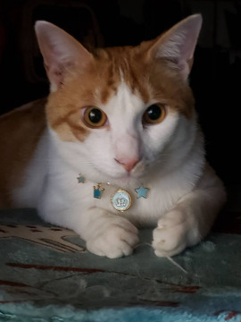 遊ぶの大好き！人馴れもOK