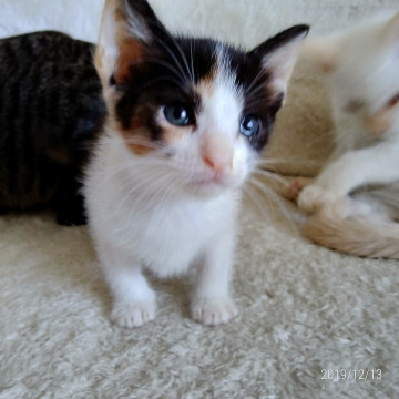 愛らしい、とっても美猫のミケちゃん