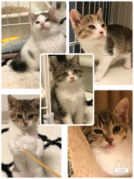 ちまちま子猫 あと2匹です