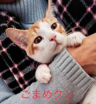 超天然系、楽な茶白4ヶ月