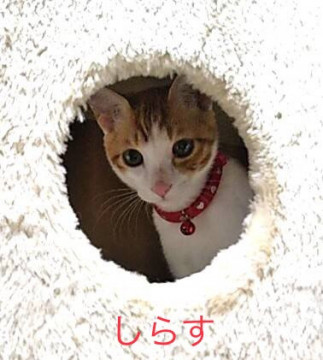 ちょっとシャイな優しい子