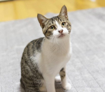 懐こくて元気   いろはくん