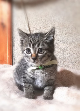 あどけない１ヶ月半・キジの夢々くん