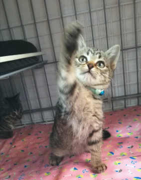 あどけない１ヶ月半・キジの芽々くん