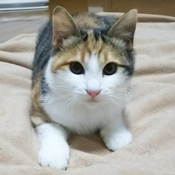 ポンポン尻尾をフリフリしながら歩きます