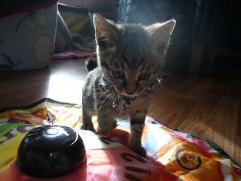 気の小さいキジトラちゃん