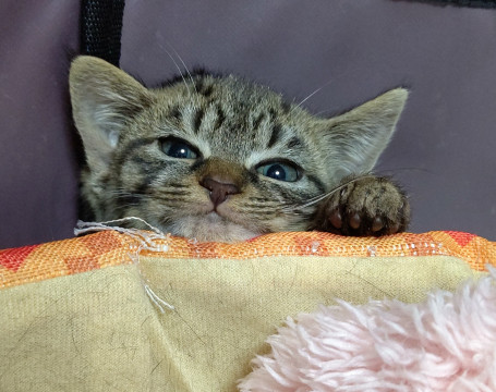 将来有望 とっても可愛い女の子