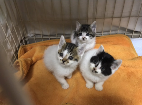 ３匹の兄弟こねこ