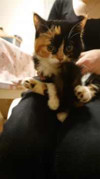 保護猫子猫里親募集