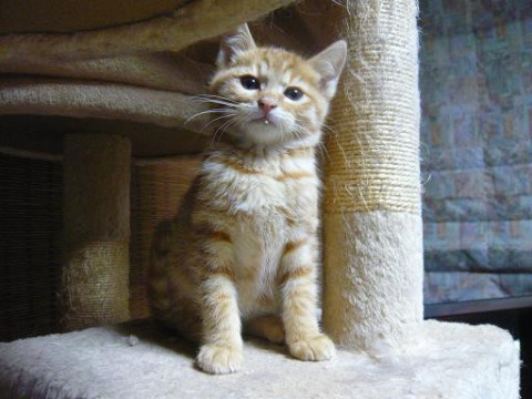 おとなしめの茶トラ君