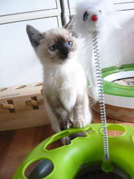 おとなしめのシャムちゃん