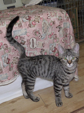 甘えん坊の女の仔