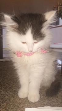 子猫