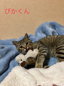 丸々としたビッグ猫になりそうな4ヶ月