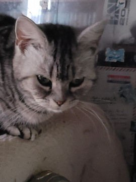 繁殖屋から保護、一匹飼向きのアメショー