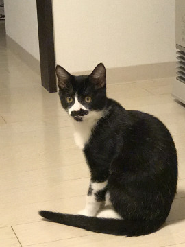 ぼく、チビ髭男爵だよ