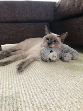 甘えん坊の男の子