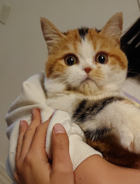 保護猫子猫ちゃん