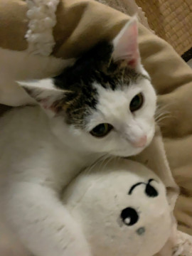 ずっと1人ぼっち、周りの猫からは虐られ