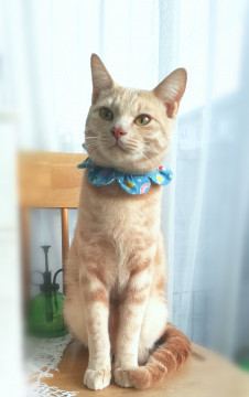 生後９ヶ月、陽気で快活なクリームタビーち