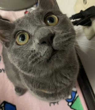 グレーの猫ちゃんです。