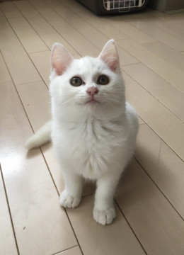プクもふの白猫ちゃん