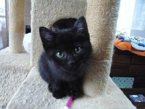 おちゃめなちょつとふあふあ黒ちゃん