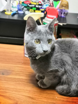 ロシアンブルー柄7ヶ月男の子