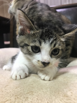 元気でやんちゃな男の子